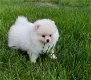 Mini Pommeren puppy's te koop - 2 - Thumbnail
