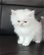 Perzische kittens te koop - 2 - Thumbnail