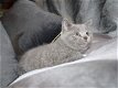 Brits korthaar kittens te koop - 2 - Thumbnail