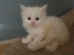 Maine Coon-kittens te koop - 0 - Thumbnail