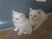 Maine Coon-kittens te koop - 1 - Thumbnail
