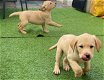 Labrador retriever pups te koop - 0 - Thumbnail