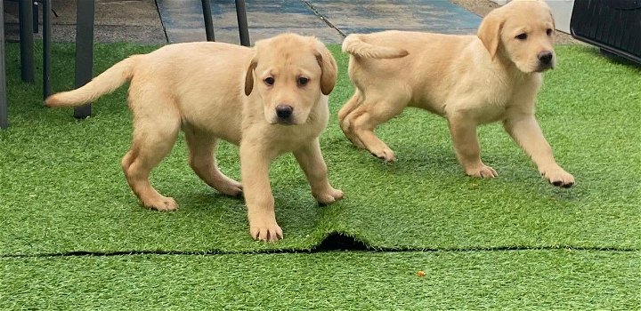 Labrador retriever pups te koop - 1