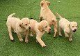 Labrador retriever pups te koop - 3 - Thumbnail