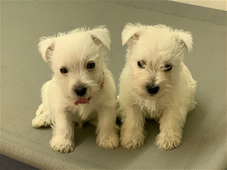 West Highland Terrier Puppies te koop - 0