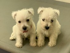 West Highland Terrier Puppies te koop 