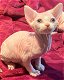 Mooie Sphynx Kittens te koop - 1 - Thumbnail