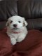 Mini Maltese Puppies Klaar om te vertrekken - 1 - Thumbnail
