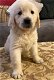 Golden Retriever-puppy's klaar - 1 - Thumbnail