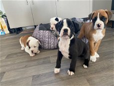 Boxer Puppies te koop