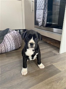 Boxer Puppies te koop - 1