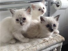 Uitstekende Birmaanse kittens klaar voor een nieuw huis.