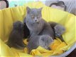 Vier prachtige Britse korthaar kittens. - 0 - Thumbnail