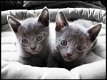 Hypoallergene Russische blauwe kittens. - 0 - Thumbnail