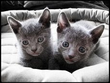 Hypoallergene Russische blauwe kittens.