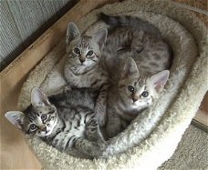 F2 Savannah Kittens beschikbaar.