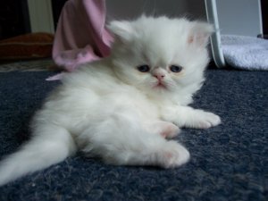 Zuivere witte blauwogige Perzische kittens. - 0