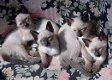 Leuke Siamese Kittens klaar voor een nieuw huis. - 0 - Thumbnail