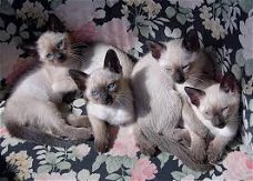Leuke Siamese Kittens klaar voor een nieuw huis.