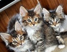 Maine Coon-kittens.
