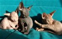 Mooie Sphynx kittens beschikbaar. - 0 - Thumbnail