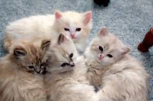 Ragamuffins Kittens verkrijgbaar met prachtige persoonlijkheden. - 0