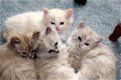 Ragamuffins Kittens verkrijgbaar met prachtige persoonlijkheden. - 0 - Thumbnail