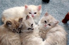 Ragamuffins Kittens verkrijgbaar met prachtige persoonlijkheden.