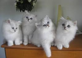 Schattige Tiffanie Kittens - 0