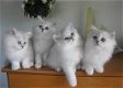 Schattige Tiffanie Kittens - 0 - Thumbnail