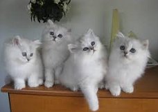 Schattige Tiffanie Kittens