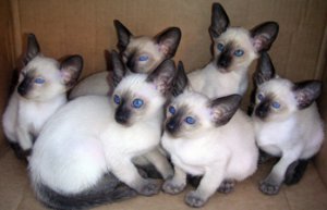 Zegelpunt Siamese kittens. - 0