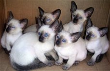 Zegelpunt Siamese kittens.