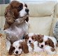 Cavalier King Charles-puppy's klaar - 0 - Thumbnail