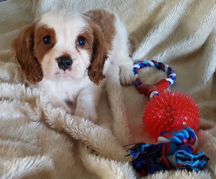 Cavalier King Charles-puppy's klaar - 1