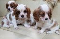 Cavalier King Charles-puppy's klaar - 2 - Thumbnail
