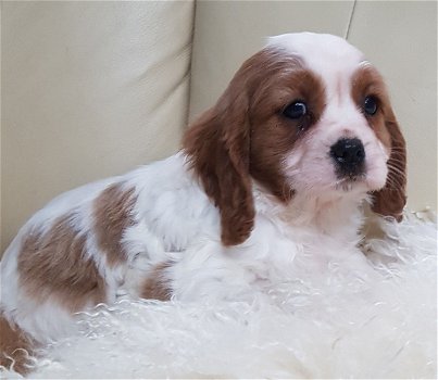 Cavalier King Charles-puppy's klaar - 3