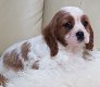 Cavalier King Charles-puppy's klaar - 3 - Thumbnail