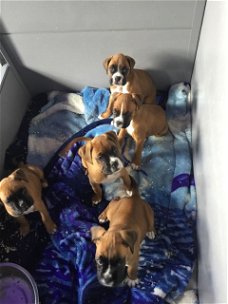 Boxer Puppies te koop