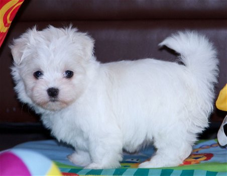 Maltese Puppies Klaar om te vertrekken - 1