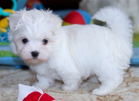 Maltese Puppies Klaar om te vertrekken - 2