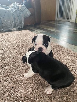 Boston Terrier-puppy's - 0