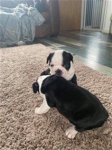 Boston Terrier-puppy's