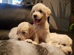 Mooie Goldendoodle-puppy's te koop - 0 - Thumbnail