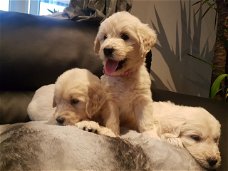 Mooie Goldendoodle-puppy's te koop