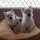 West Highland Terrier Puppies te koop - 0 - Thumbnail