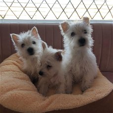 West Highland Terrier Puppies te koop