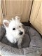 West Highland Terrier Puppies te koop - 1 - Thumbnail