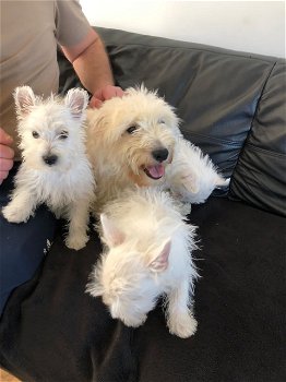 West Highland Terrier Puppies te koop - 2