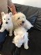 West Highland Terrier Puppies te koop - 2 - Thumbnail